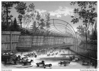 An engraving, included in The Book of Duck Decoys by Sir Ralph Payne-Gallwey, that shows the entrance to a decoy pipe, with a dog at work and wild fowl following  him up the pipe 