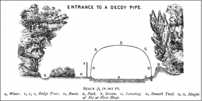 An illustration from The Book of Duck Decoys showing how to construct  the hoops of a decoy 
