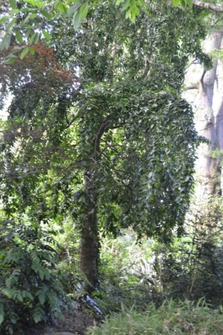 Laurelia sempervirens