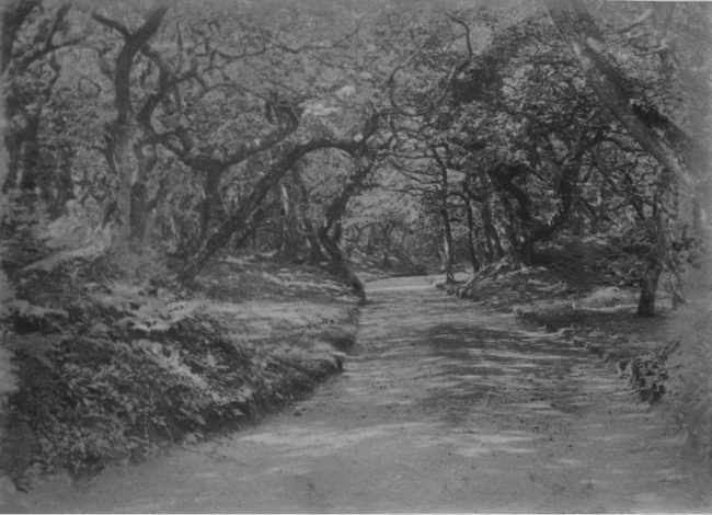 pencarrowcamp The photograph of ‘Pencarrow Camp’ by W. Williams, stored in William Molesworth’s planting book, was probably taken between 1881 and 1884