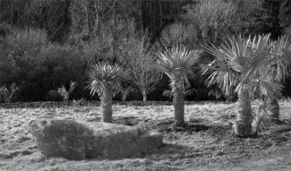 tremenheere3 Trithrinax campestris in the foreground with Butia capitata behind